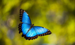 19-transformations-de-chenilles-en-papillons-avant-apres-Morpho-peleides-2