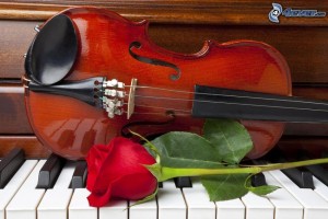 violon,-rose-rouge,-piano-219257